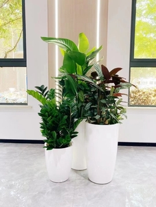 海曙绿植租摆推荐-镇海花卉租赁常见问题-余姚景观花卉租摆-奉化绿植租赁品种