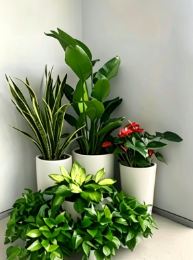 余姚绿植租赁方案设计-海曙绿植租摆消费者-宁波花卉出租服务-镇海绿色植物租用服务